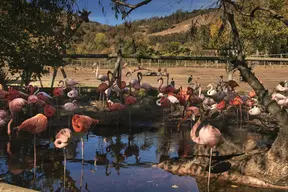 Safari West