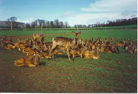 Scottish Deer Centre