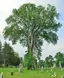 Spring Grove Cemetery