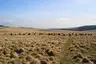 Grey Wethers