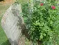 Grave of George Orwell