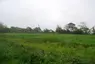 Glannoventa