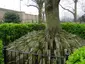 Hardy Tree