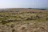 Druid Stone Circle