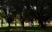 Cubbon Park