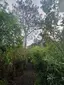 Rahui Kahika Reserve