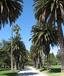 St Kilda Botanic Gardens