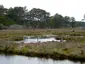 Chincoteague National Wildlife Refuge