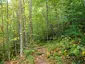 Ascutney State Park