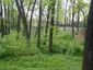 Дубовий гай