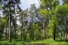 Sosnivskiy Park