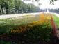 Олександрівський сквер
