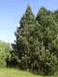 Arboretum Sofronka