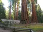 Mariposa Grove Museum