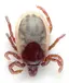 U.S. National Tick Collection