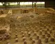 Thermenmuseum
