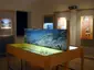 Museo Hoplitomeryx