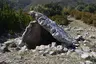 Dolmen de la Piatra