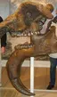 Dinotherium Museum