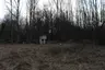Opuščena kočevarska vas Pugled