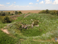 The tumulus grave