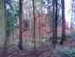 Burgruine Alt-Schönstein