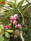 Orchid garden