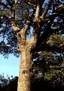 Black Pine at Jwasueyong Fortress