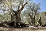 Sisters Olive Trees of Noah