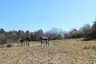Wzgórze Wisielców