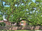 Basking Ridge Oak Tree