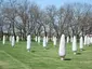 Field of Corn (with Osage Orange Trees)