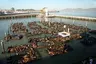 Pier 39 Sea Lions