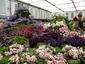 RHS Chelsea Flower Show Pavilion