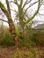 Bicycle Tree