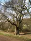 The Birnam Oak