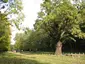 Ancient oak
