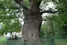 Bażyński Oak