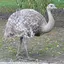 Darwin's rhea