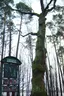 Taikos kalno ąžuolas