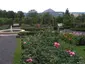 Europa Rosarium