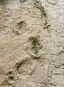Dinosaur trail Barkhausen
