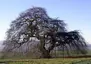 Fagus sylvatica tortuosa