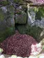 Wolfsgrube bei Ittelshofe