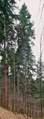 Waldtraut vom Mühlwald