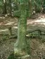 Steinernes Kreuz