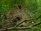 Hofruine Weilach