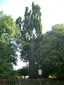 Schöne Eiche