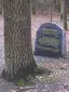 Luthereiche in der Dresdner Heide