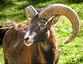 Muflon